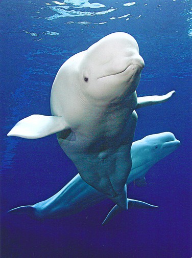 Beluga_Whales Beluga Whales DESTINATIONS: Bathing With Belugas At The Georgia Aquarium