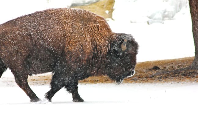 Bison Near Mammoth Hot Springs Yellowstone National Park YELLOWSTONE NATIONAL PARK  Day 1 Photo Gallery