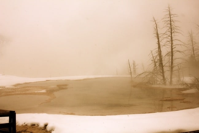 Canary Spring in Mammoth Hot Springs Yellowstone National Park YELLOWSTONE NATIONAL PARK  Day 1 Photo Gallery