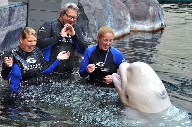 DSC_0157 DSC 01571 DESTINATIONS: Bathing With Belugas At The Georgia Aquarium