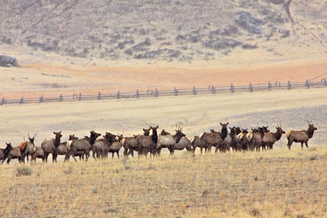 Elk Herd Outside Yellowstone National Park1 YELLOWSTONE NATIONAL PARK  Day 1 Photo Gallery