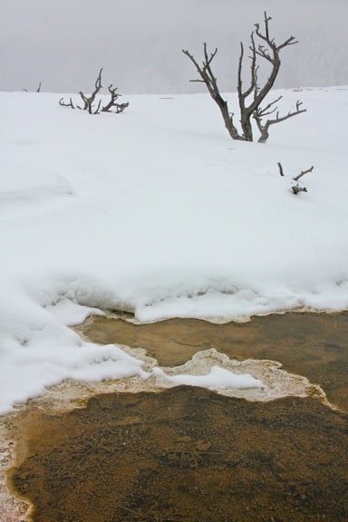 Winter in Mammoth Hot Springs Yellowstone National Park YELLOWSTONE NATIONAL PARK  Day 1 Photo Gallery