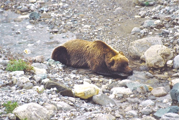 DESTINATIONS: The Call of The Wild In Denali National Park, Alaska alaskabear3 DESTINATIONS: The Call of The Wild In Denali National Park, Alaska