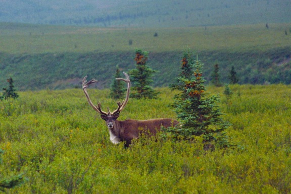 DESTINATIONS: The Call of The Wild In Denali National Park, Alaska alaskamoose2 DESTINATIONS: The Call of The Wild In Denali National Park, Alaska