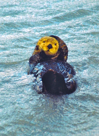 DESTINATIONS: The Call of The Wild In Denali National Park, Alaska alaskaotter1 DESTINATIONS: The Call of The Wild In Denali National Park, Alaska