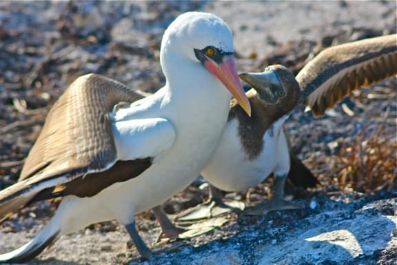 galapagos feed me7 GALAPAGOS ISLANDS DAY 2  Photo Gallery