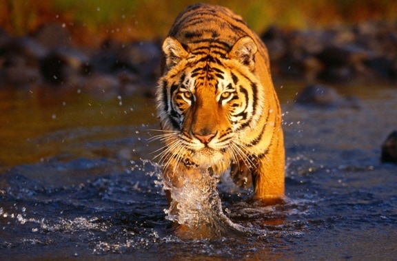 india india Our Top 10 Adventure Travel Destinations For 2012