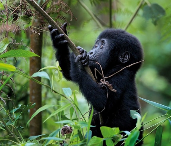 uganda uganda Our Top 10 Adventure Travel Destinations For 2012